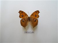 藏品(眼蛺蝶)的圖片